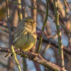 Die Goldammer (Emberiza citrinella)