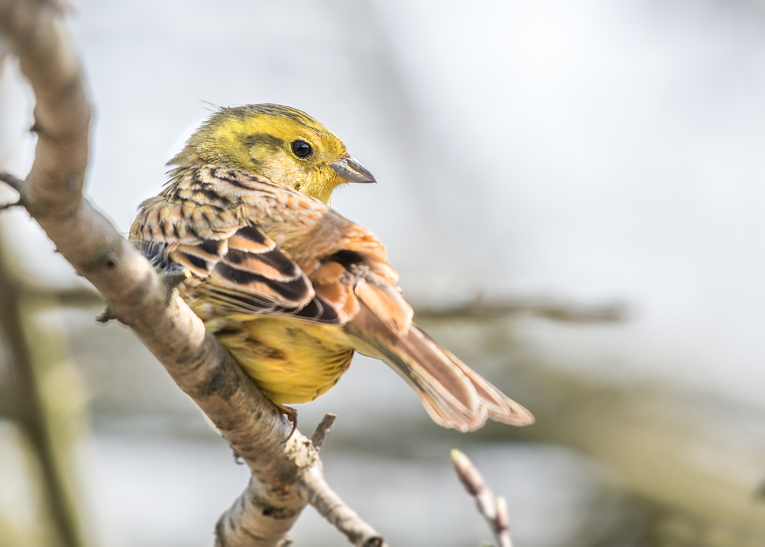 Die Goldammer (Emberiza citrinella) 