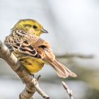 Die Goldammer (Emberiza citrinella) 