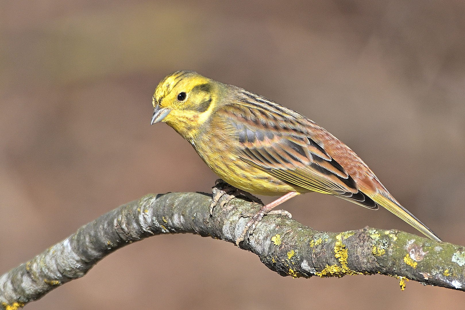 Die Goldammer (Emberiza citrinella)