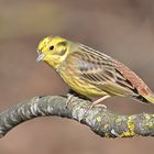 Die Goldammer (Emberiza citrinella)