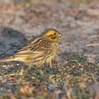 Die Goldammer (Emberiza citrinella) 