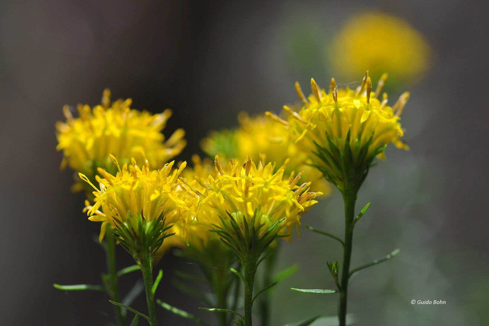 Die Goldaster (Aster linosyris)