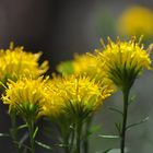 Die Goldaster (Aster linosyris)