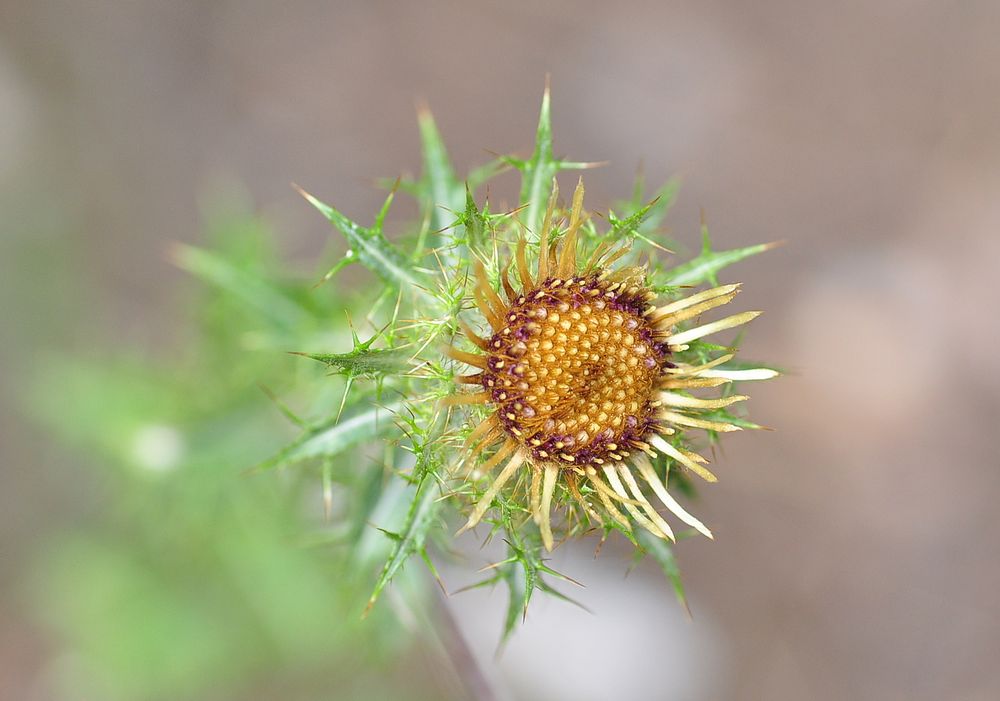 Die Golddistel (Carlina biebersteinii)