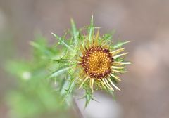 Die Golddistel (Carlina biebersteinii)