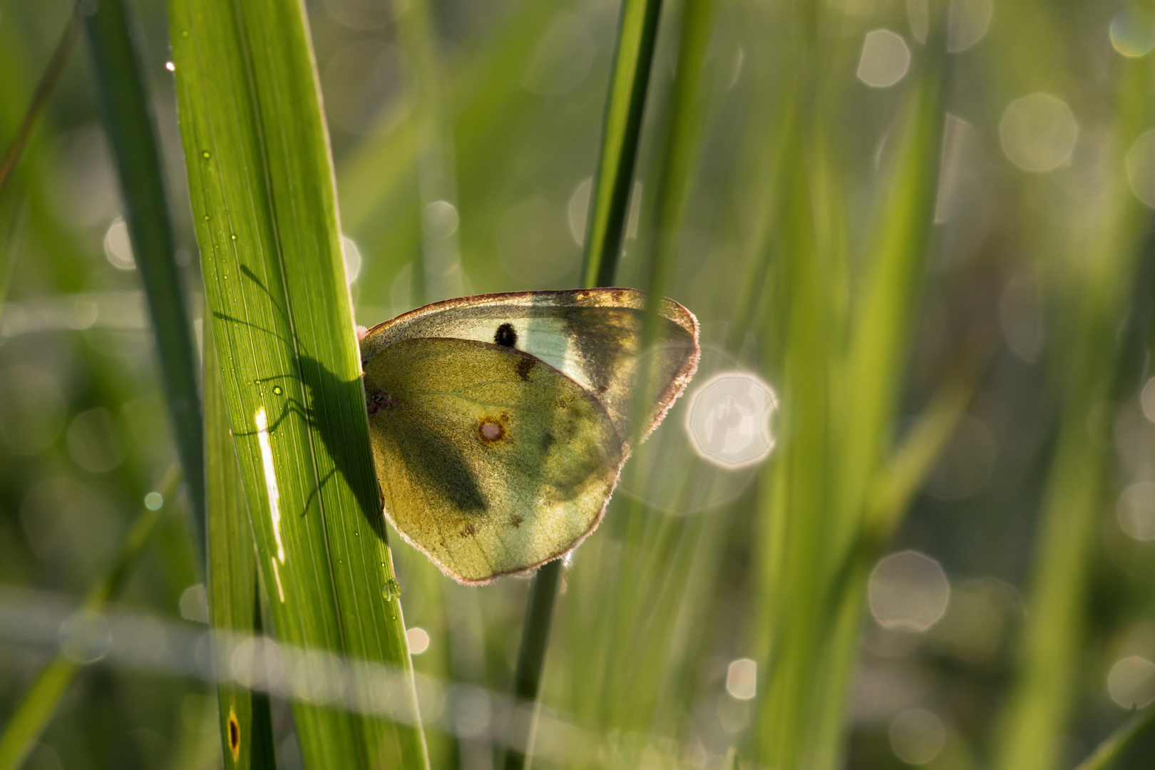 die Goldene Acht 