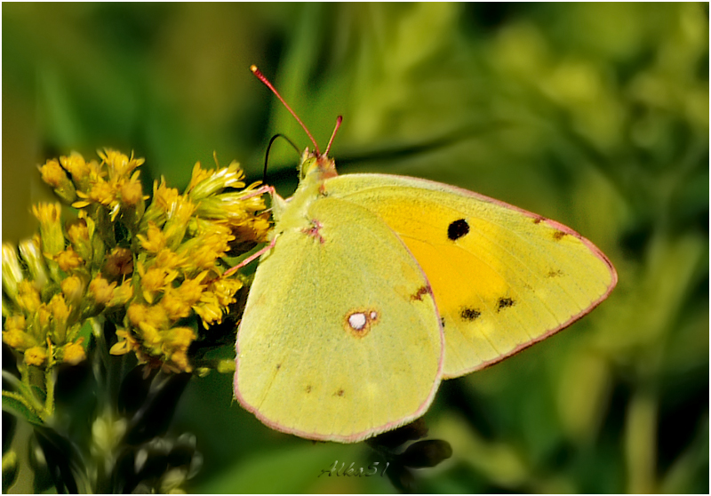 Die Goldene acht...