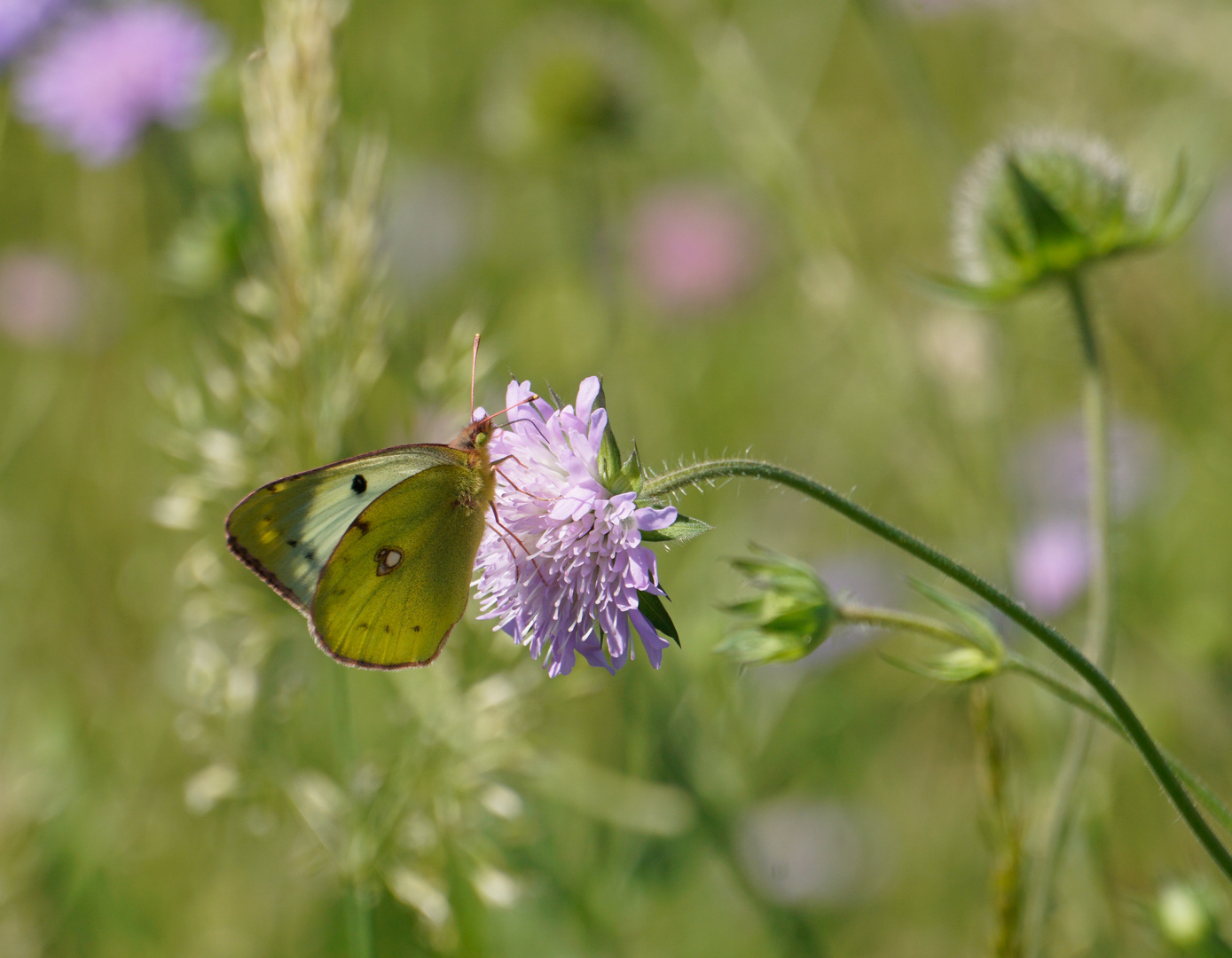 Die goldene Acht