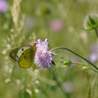 Die goldene Acht