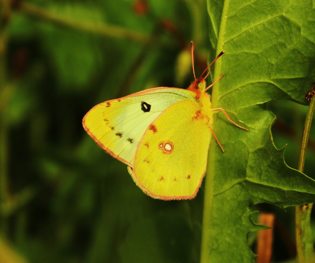 "Die goldene Acht"