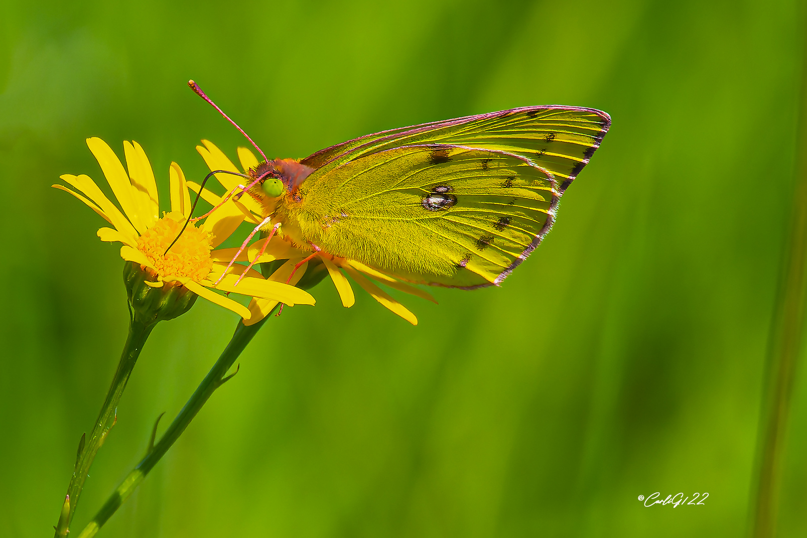 Die Goldene Acht