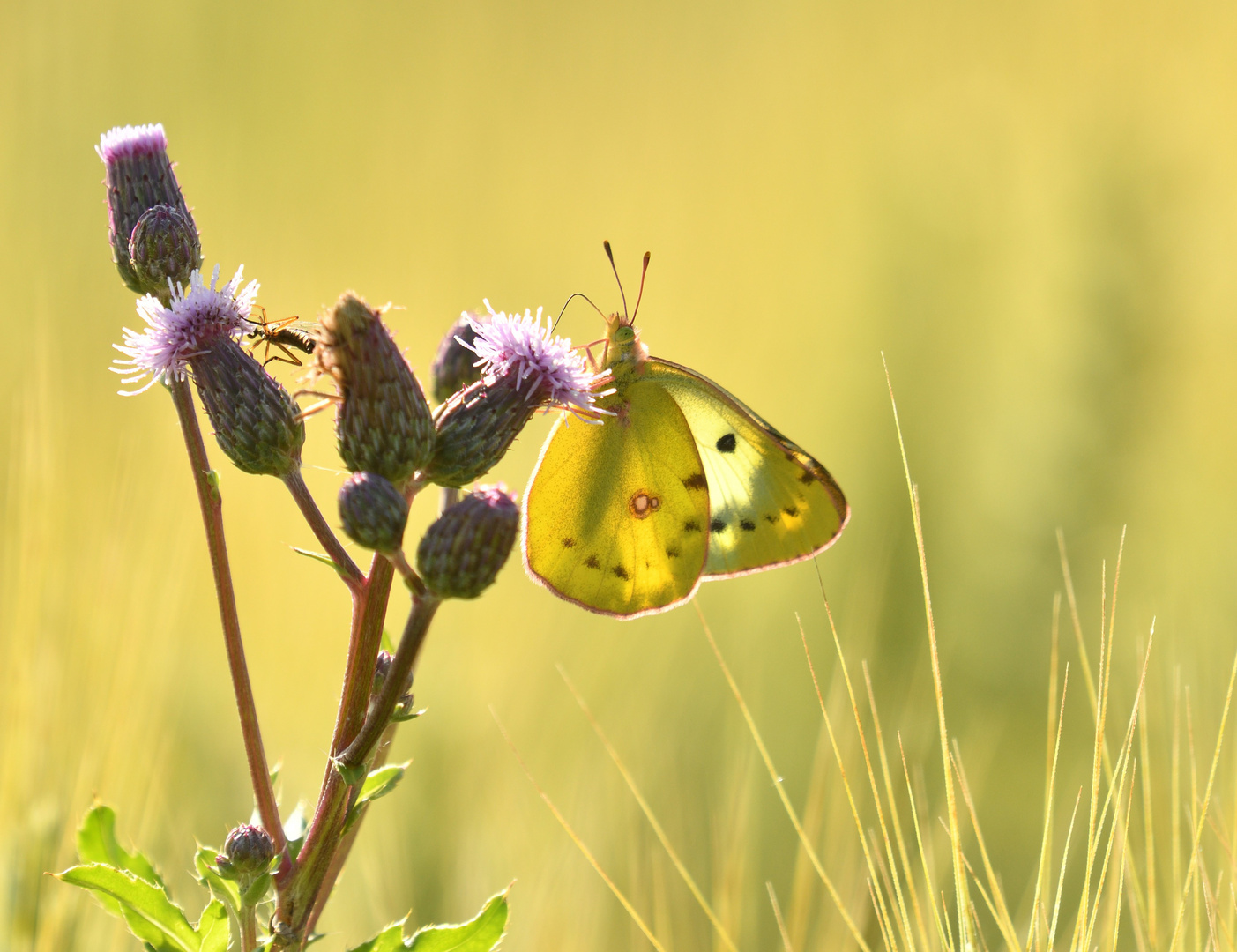 Die goldene Acht