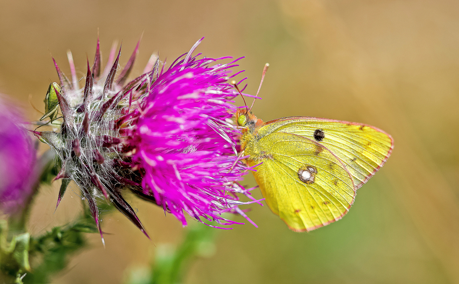 Die goldene Acht