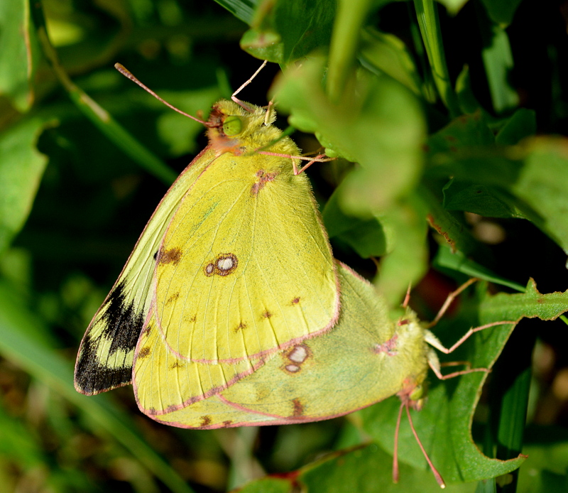 die goldene acht