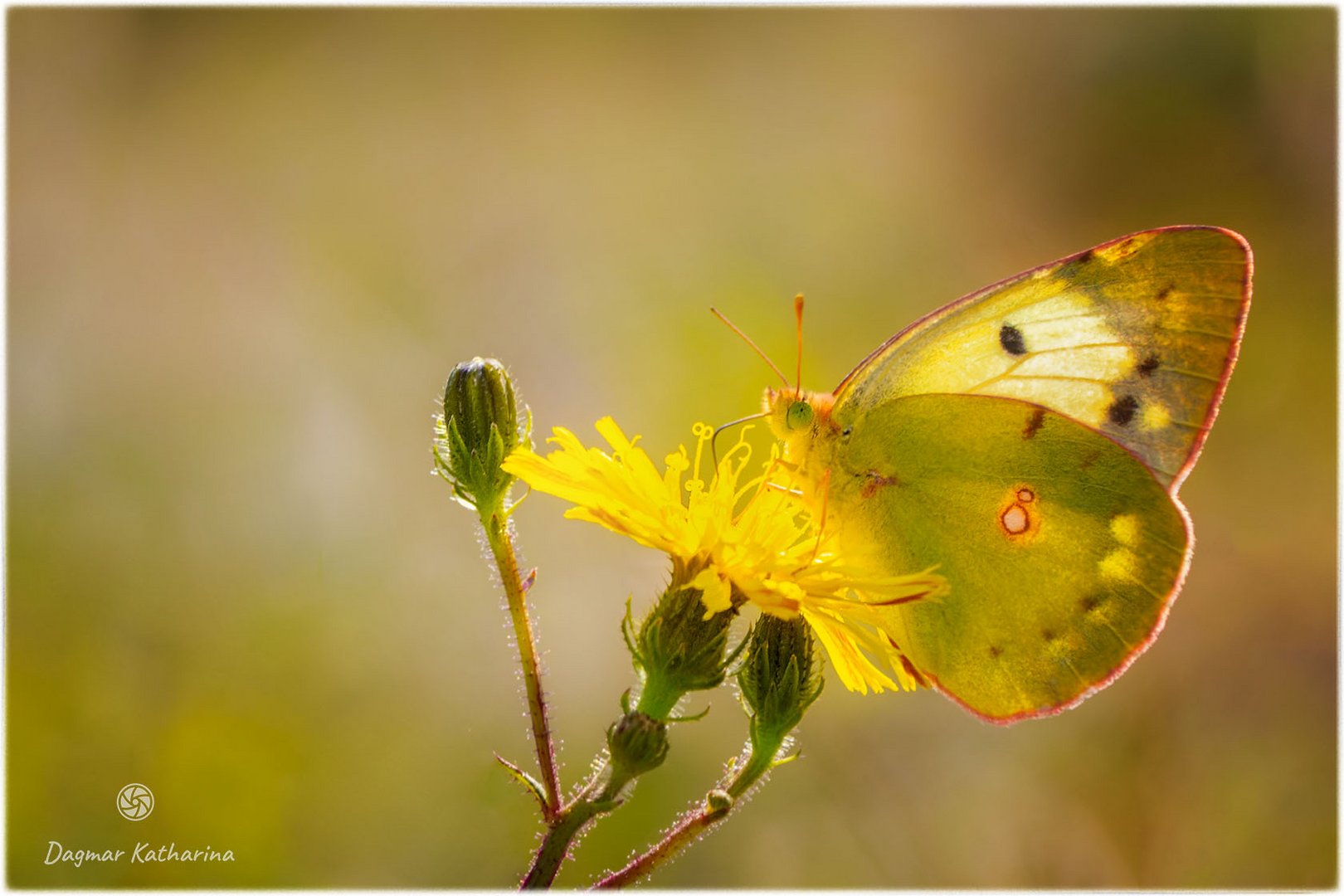 Die goldene Acht