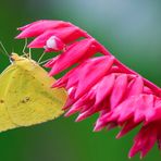 Die Goldene Acht auf Blüte 005 