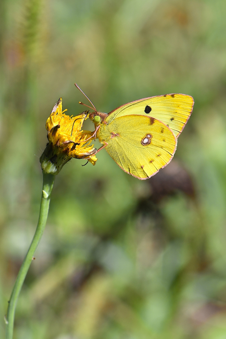 Die Goldene Acht