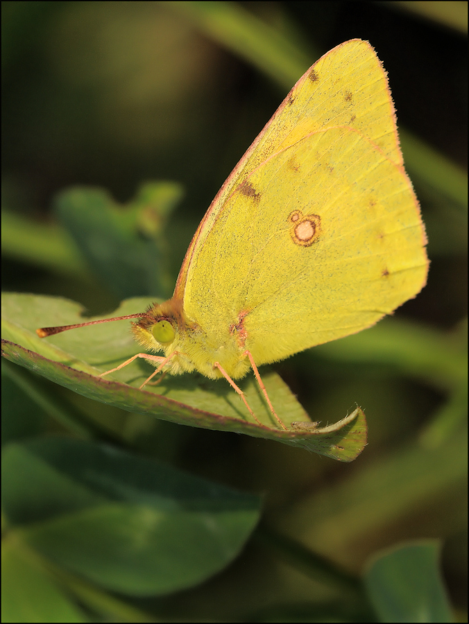 "die goldene Acht" (colias hyale)