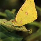 "die goldene Acht" (colias hyale)