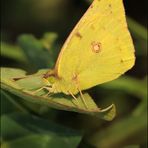 "die goldene Acht" (colias hyale)