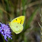 Die goldene Acht ( Colias Hyale )