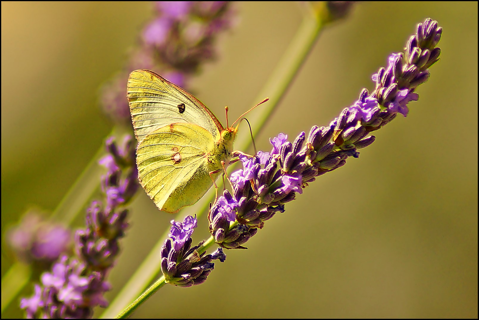 Die Goldene Acht