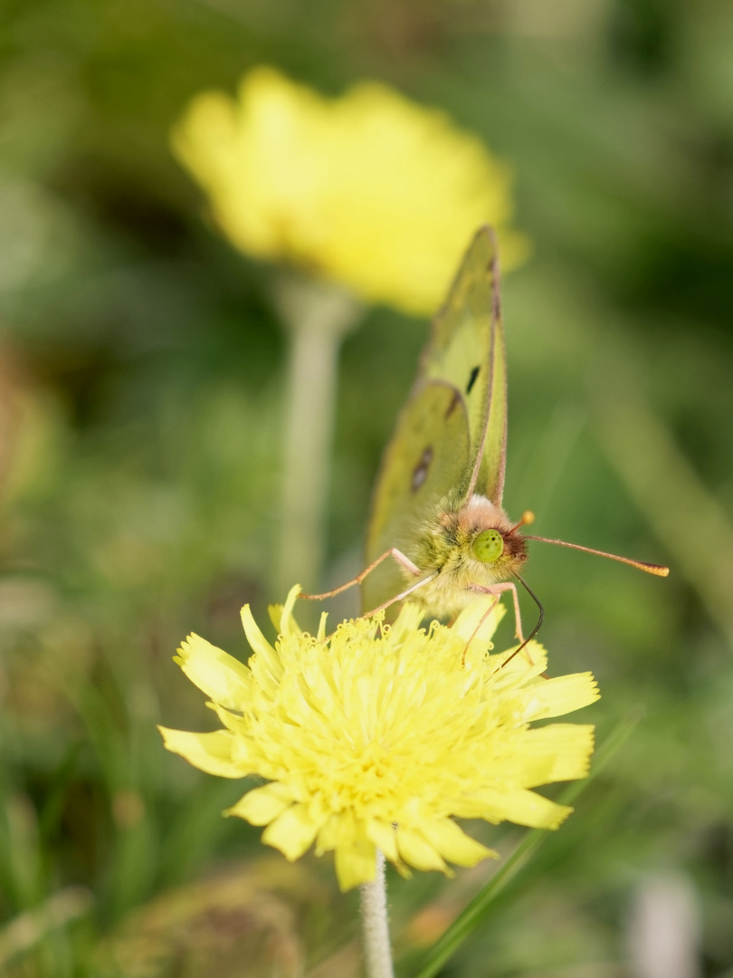 Die Goldene Acht