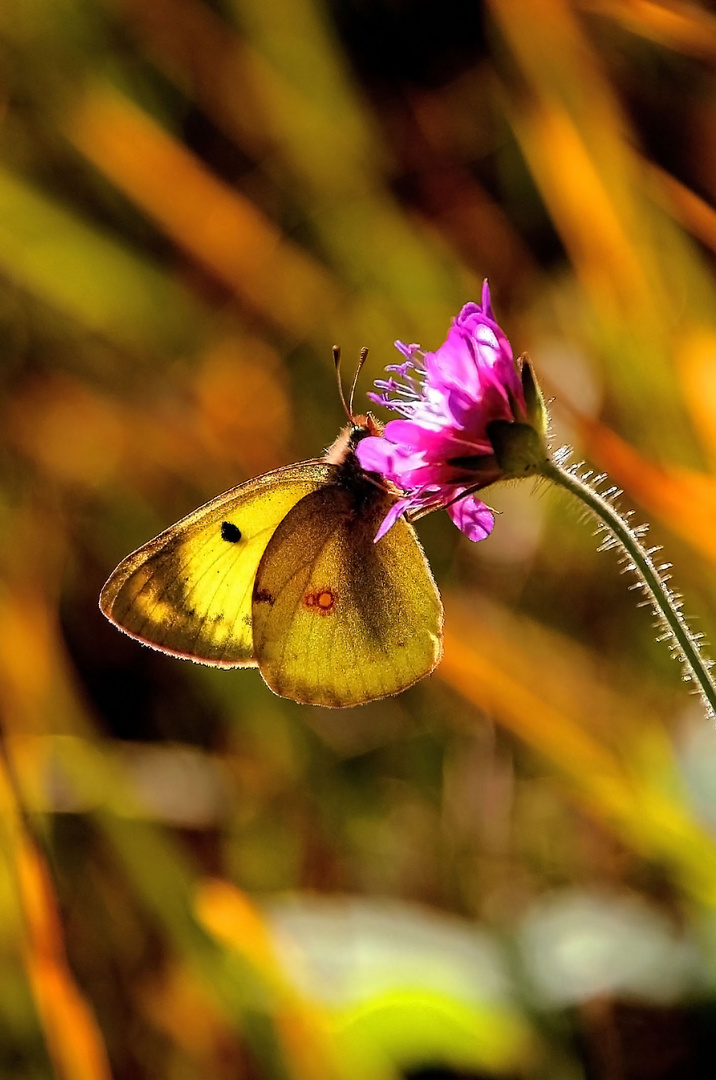 die goldene Acht im Gegenlicht