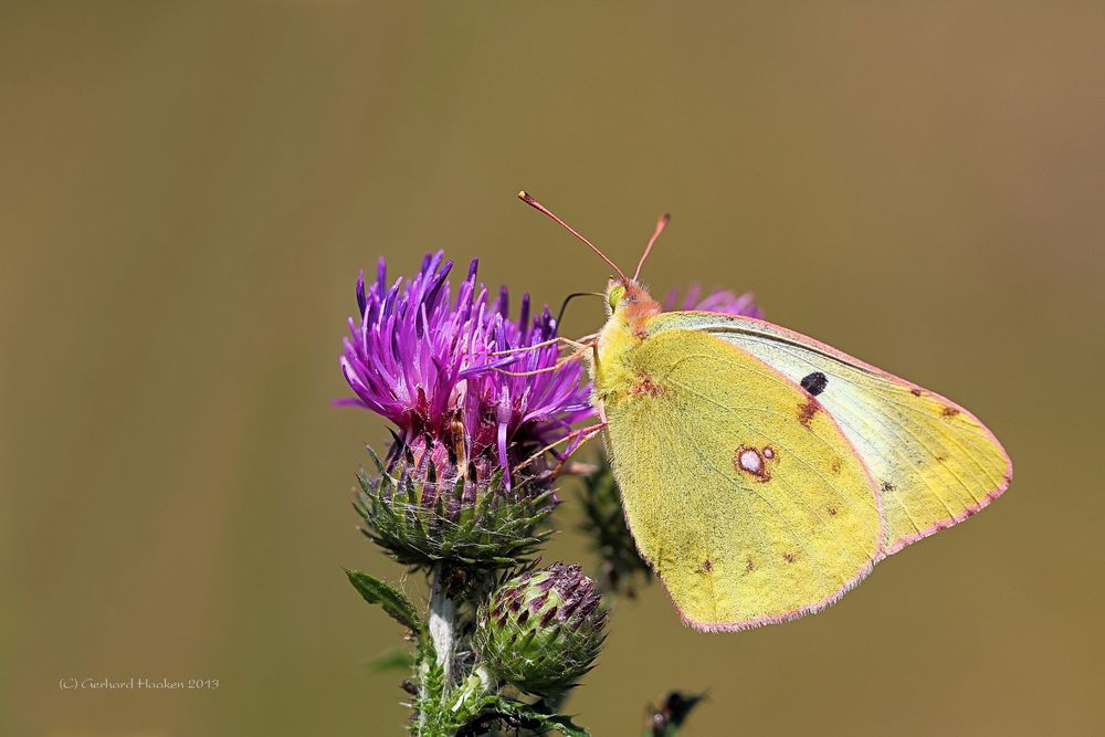 Die Goldene Acht oder Gemeiner Heufalter (Colias hyale) W