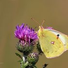 Die Goldene Acht oder Gemeiner Heufalter (Colias hyale) W