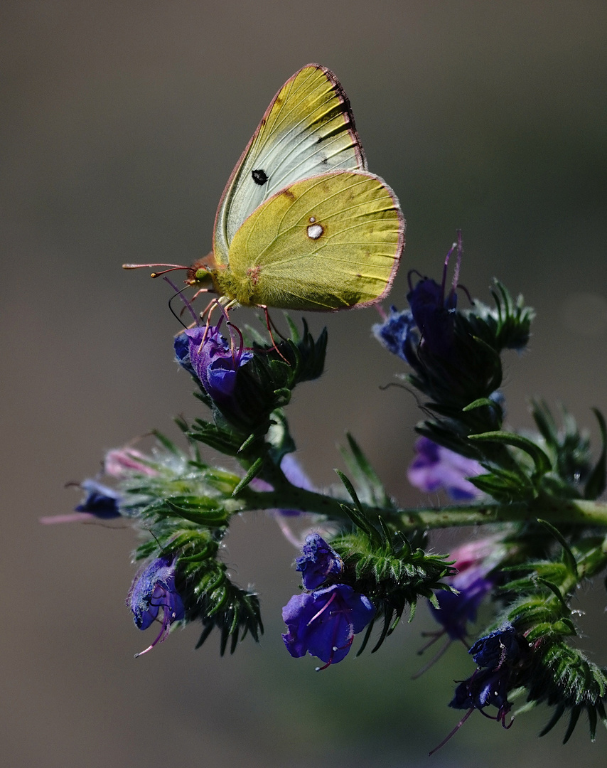 Die Goldene Acht - Schmetterling des Jahres 2007