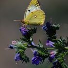 Die Goldene Acht - Schmetterling des Jahres 2007