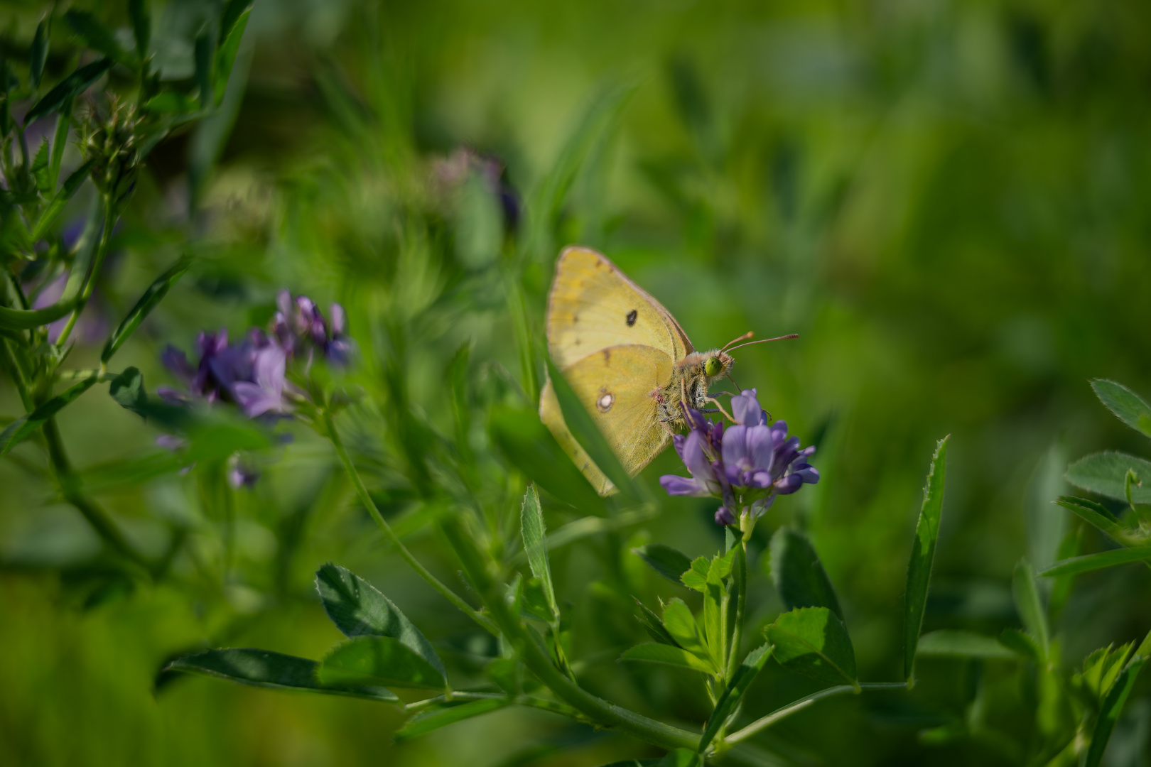 Die Goldene Acht und der Hufeisenklee-Gelbling