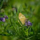 Die Goldene Acht und der Hufeisenklee-Gelbling