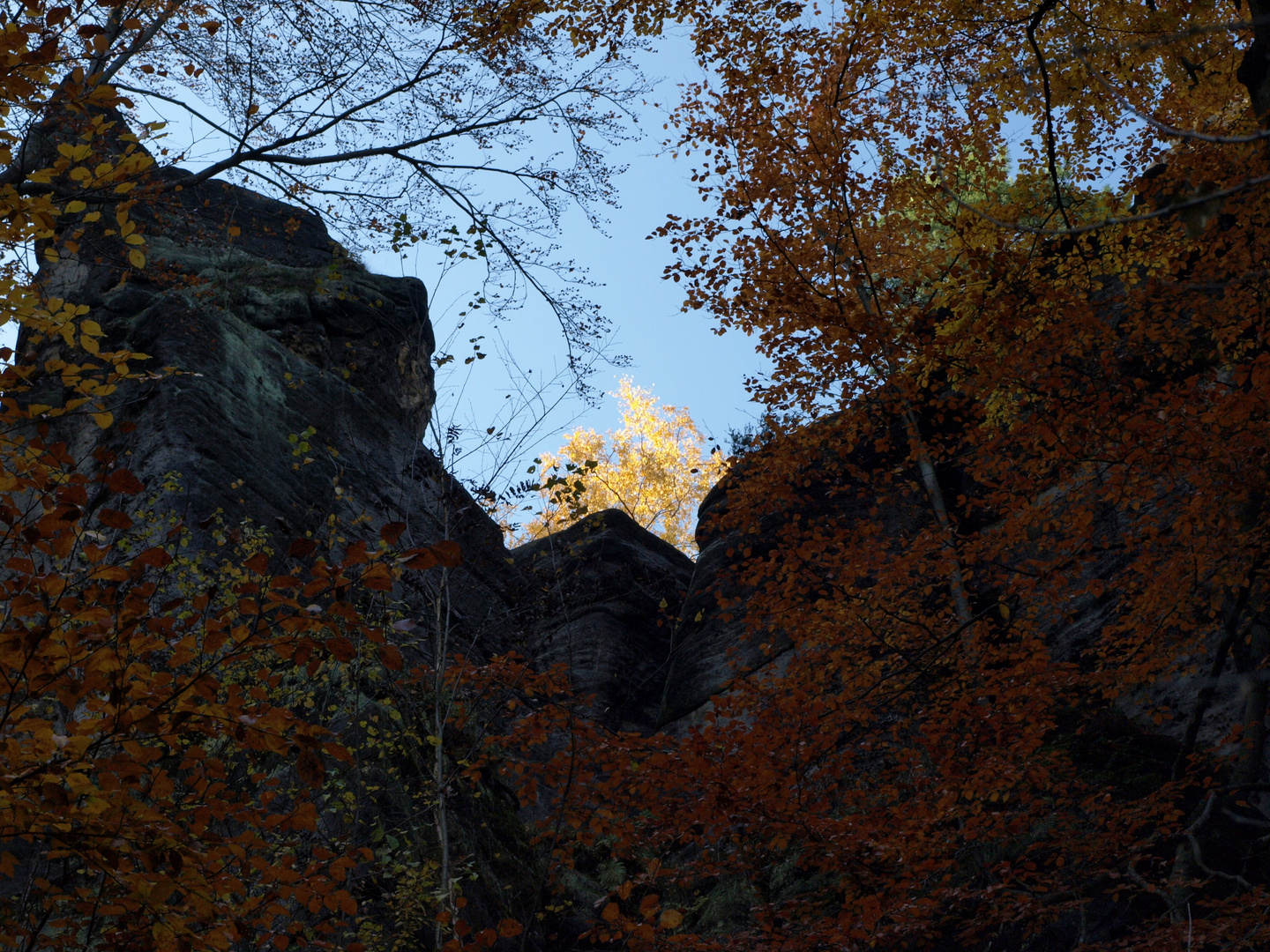 Die goldene Baumkrone