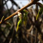 Die goldene Blüte