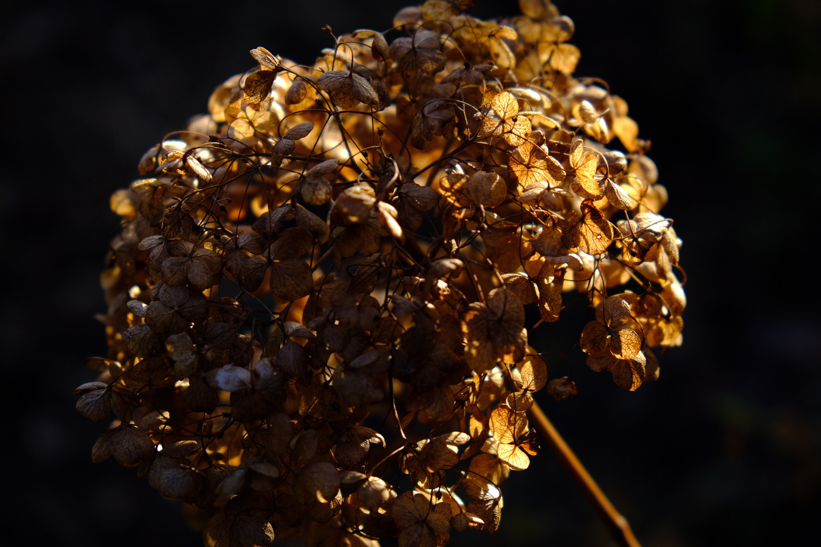 Die goldene Blume