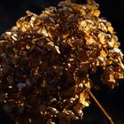 Die goldene Blume