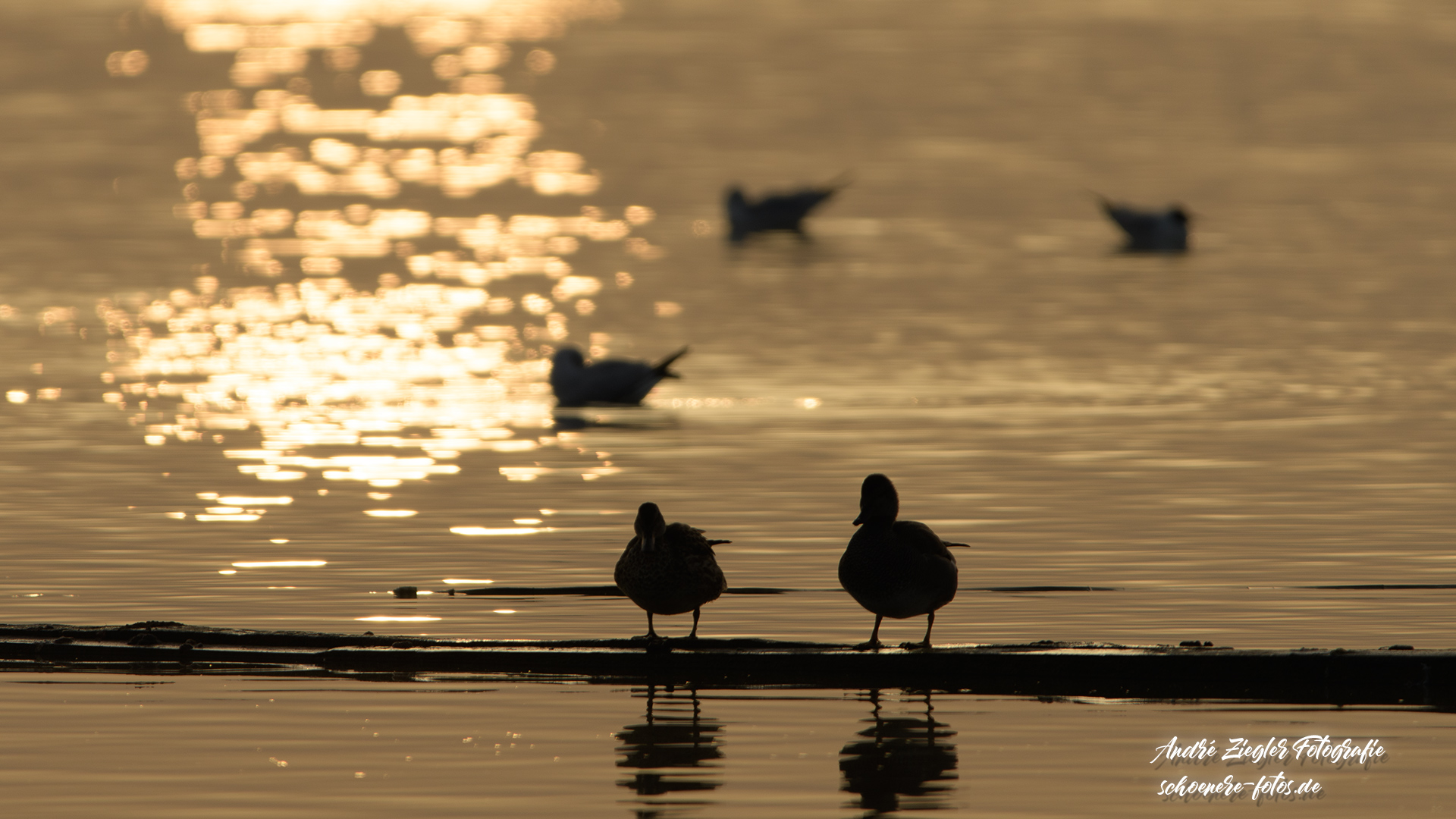 Die goldene Ente