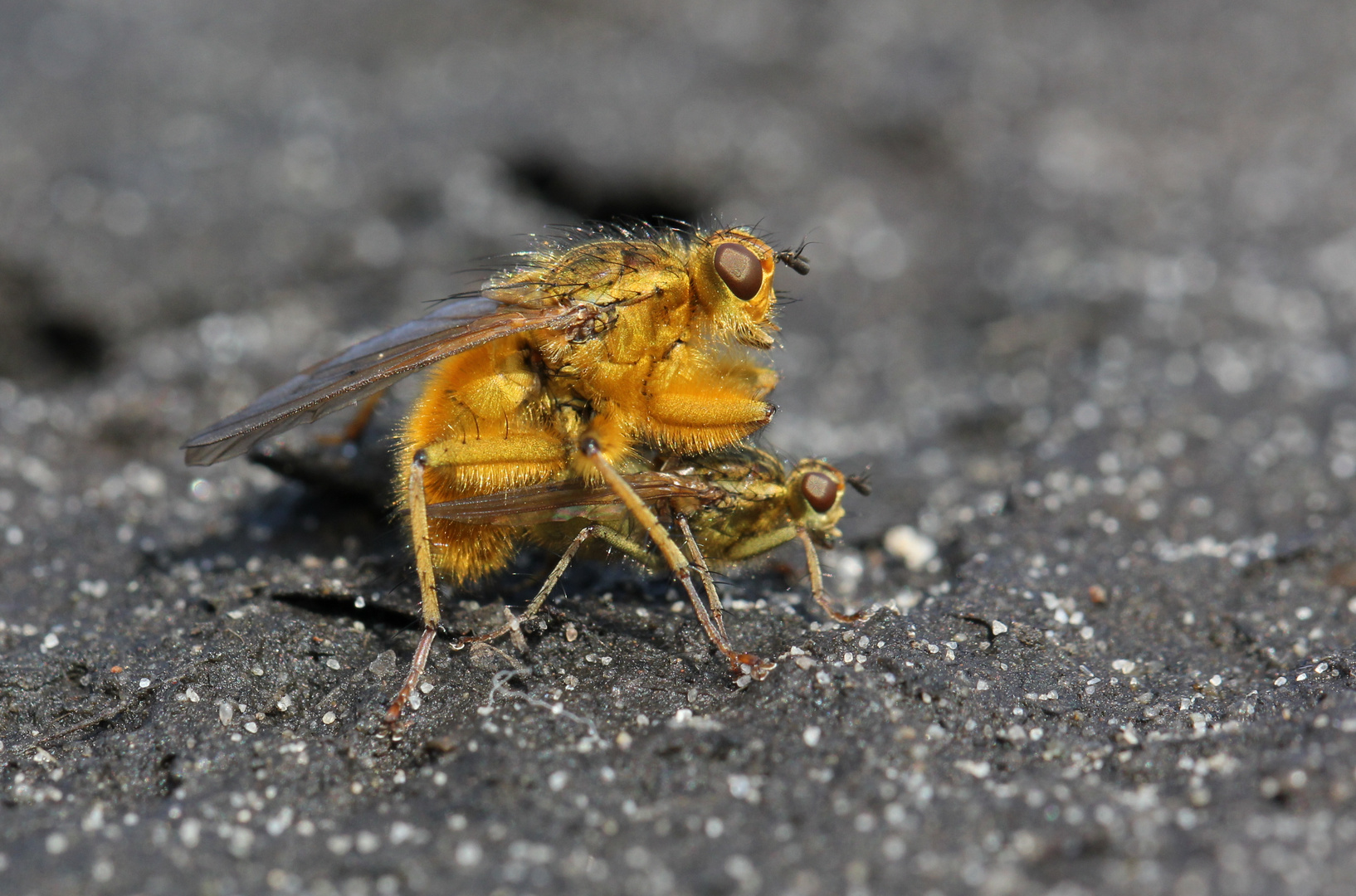 Die goldene Fliege