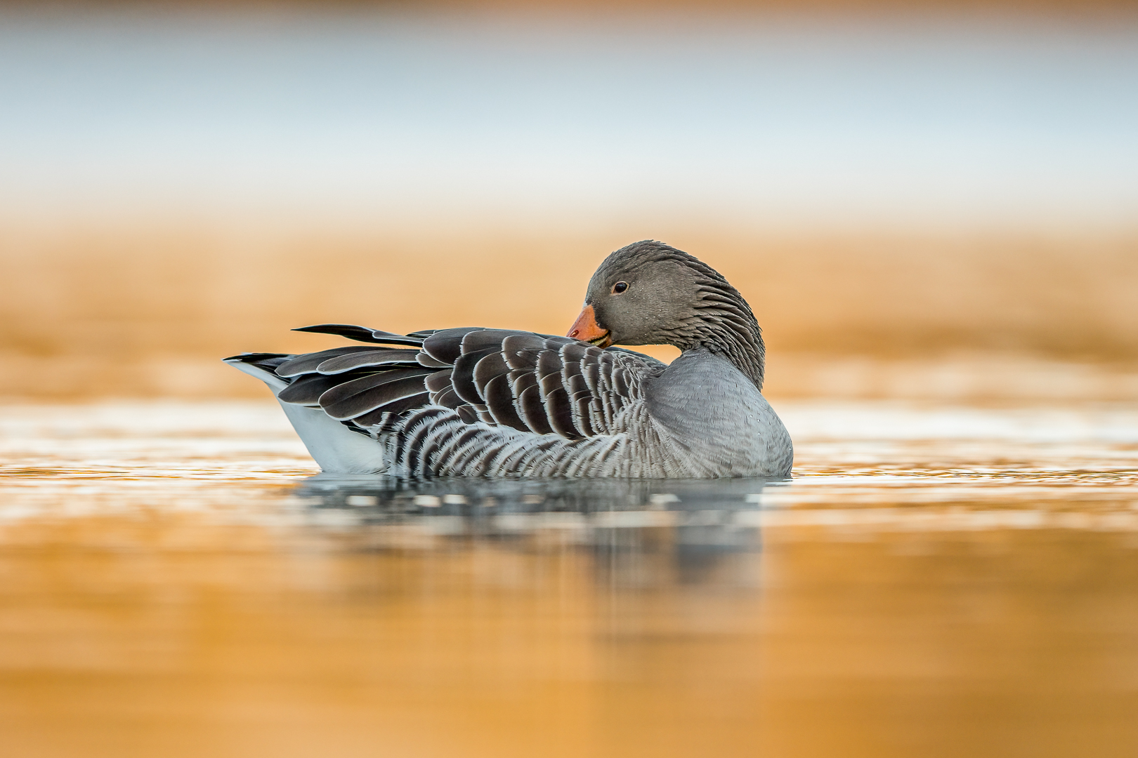 Die goldene Gans