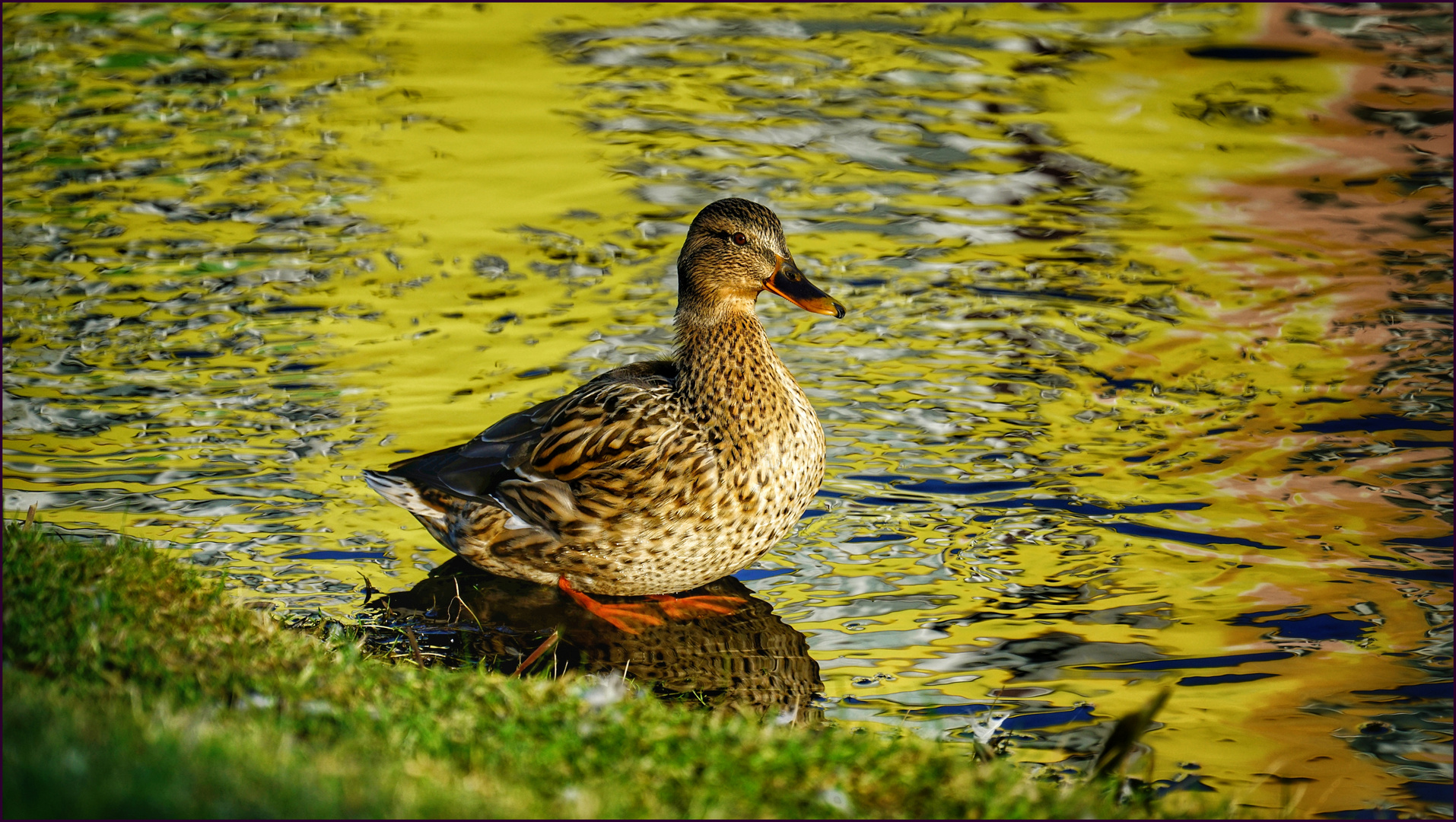 Die Goldene Gans ....