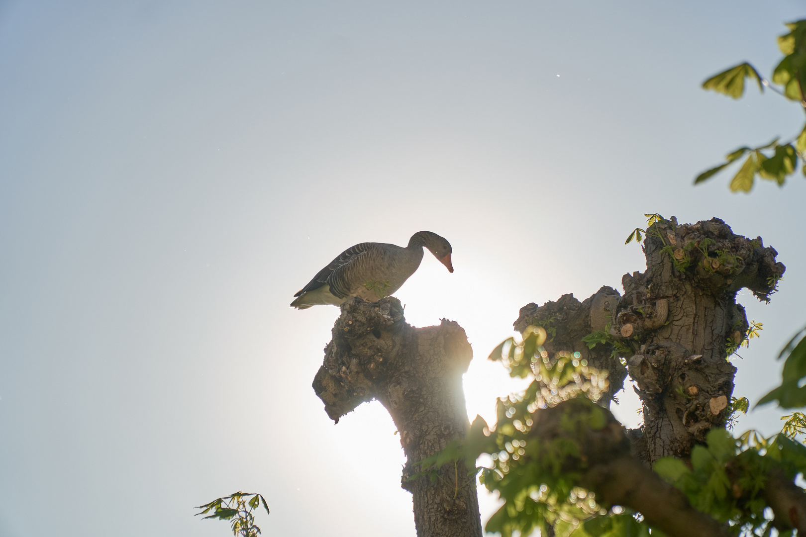 Die goldene Gans von Moritzburg