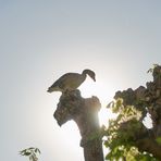 Die goldene Gans von Moritzburg