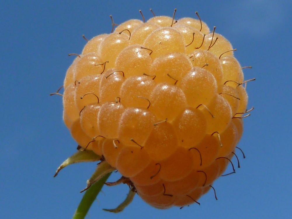 Die ,, Goldene Himbeere