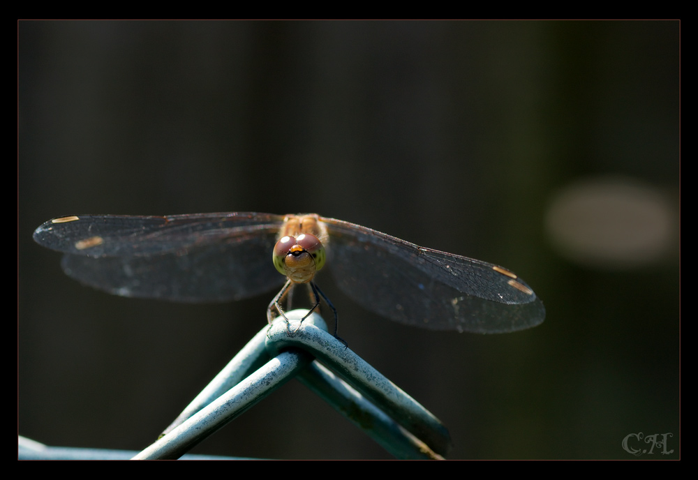 Die Goldene Libelle