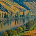 Die goldene Mosel