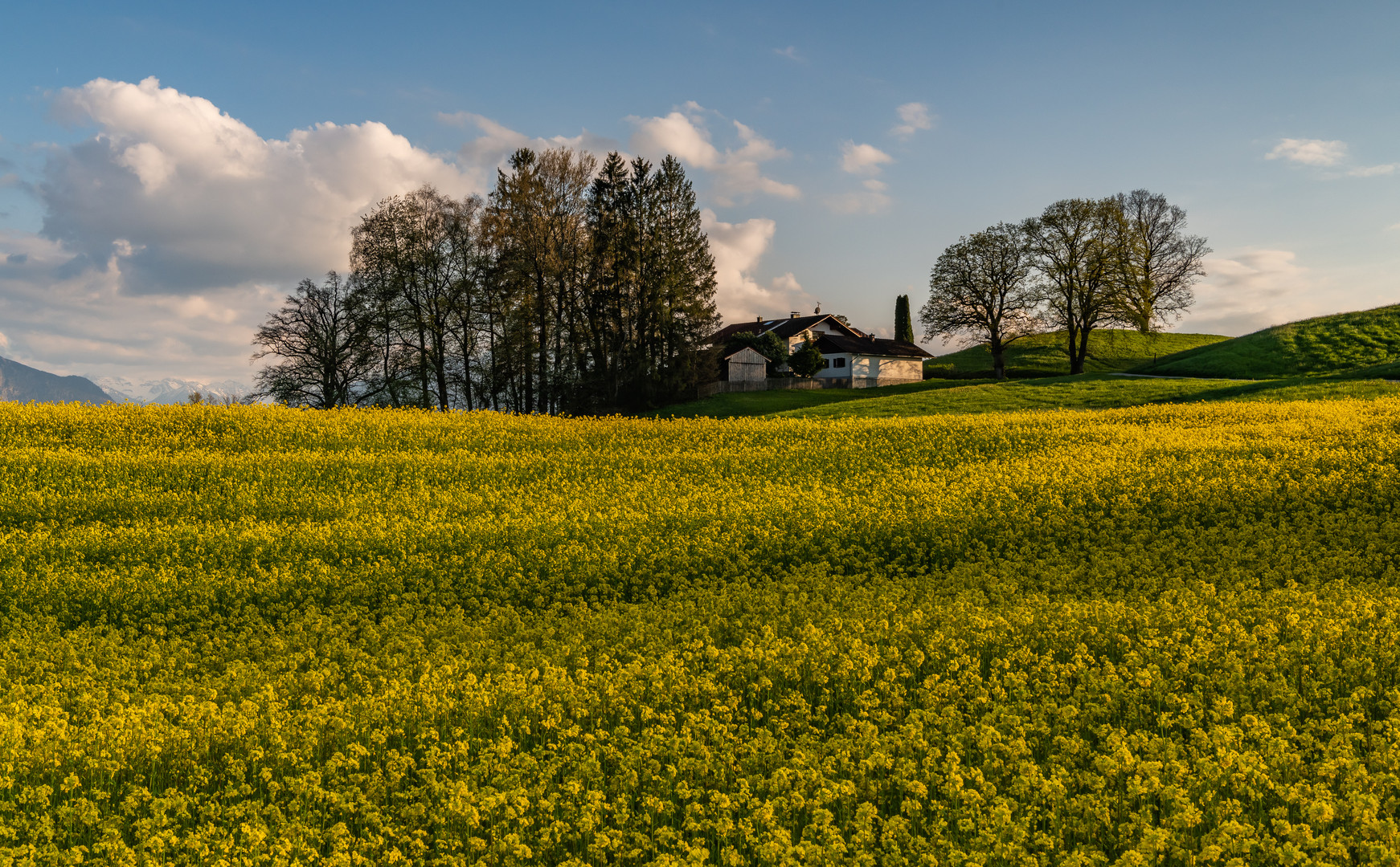 Die goldene Ölfrucht