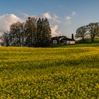 Die goldene Ölfrucht